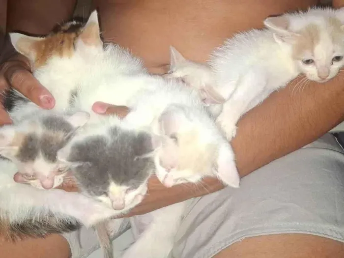 Gato ra a SRD-ViraLata idade 2 a 6 meses nome Filhotes 