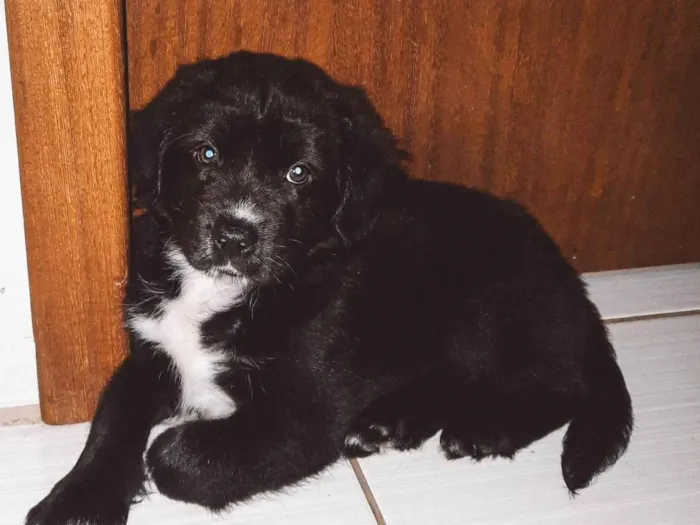 Cachorro ra a SRD-ViraLata idade Abaixo de 2 meses nome Sirius