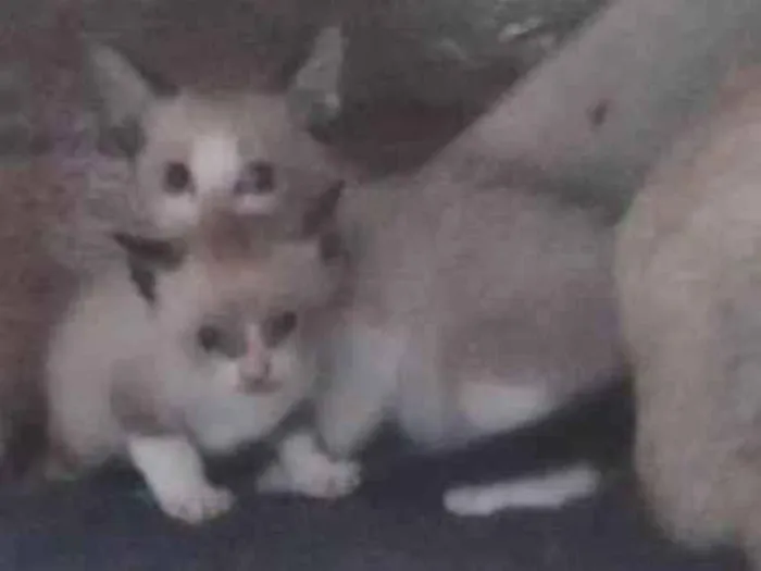 Gato ra a SRD-ViraLata idade Abaixo de 2 meses nome Não tem