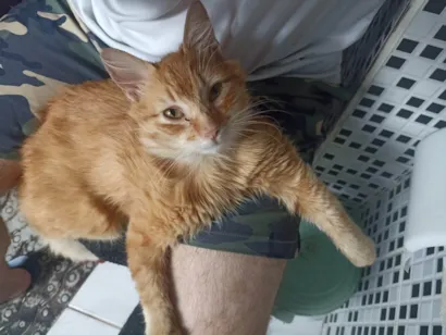 Gato raça SRD-ViraLata idade 7 a 11 meses nome pichuleco