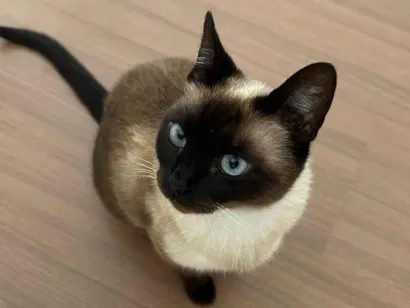 Gato raça Siamês idade 1 ano nome Foffa