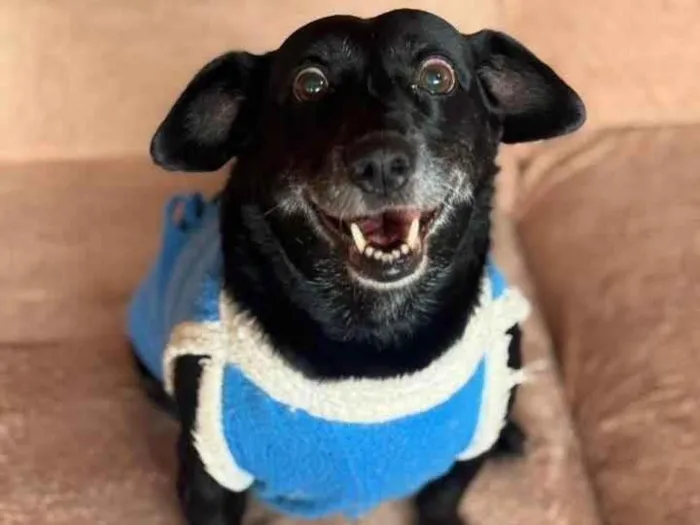 Cachorro ra a SRD-ViraLata idade 6 ou mais anos nome Dorothy