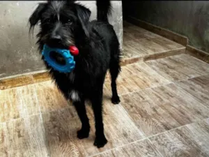 Cachorro raça SRD-ViraLata idade 3 anos nome Tutty