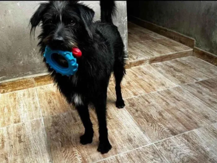 Cachorro ra a SRD-ViraLata idade 3 anos nome Tutty