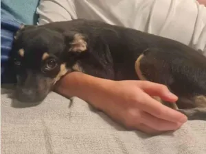 Cachorro raça SRD-ViraLata idade 2 a 6 meses nome Lulu
