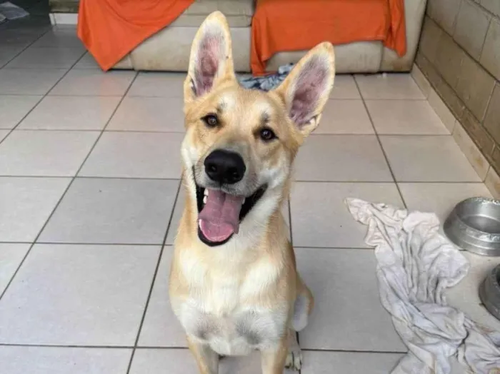 Cachorro ra a SRD-ViraLata idade 1 ano nome João G