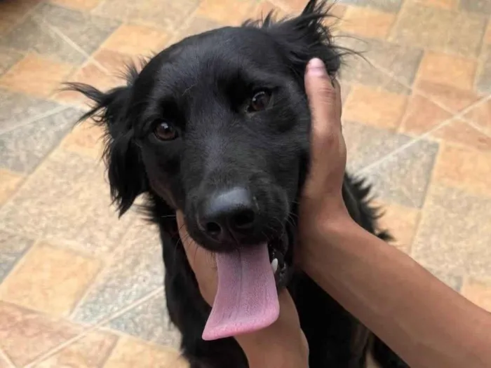 Cachorro ra a SRD-ViraLata idade 1 ano nome Niko