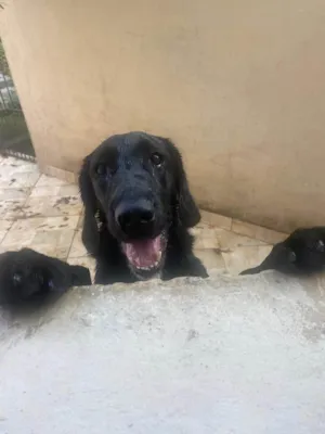 Cachorro raça SRD-ViraLata idade 2 anos nome Yopo