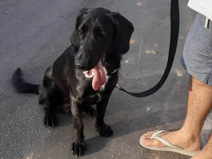 Cachorro ra a SRD-ViraLata idade 2 anos nome Yopo