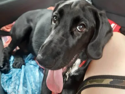 Cachorro raça SRD-ViraLata idade 2 anos nome Yopo