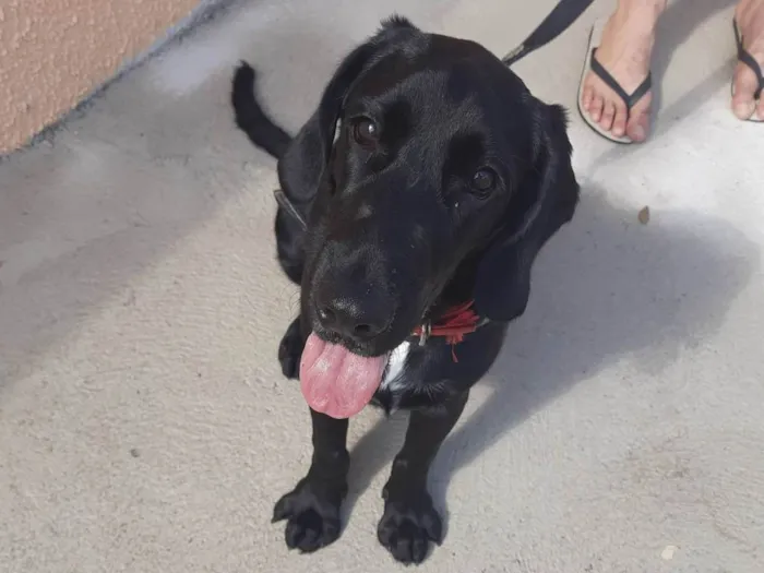 Cachorro ra a SRD-ViraLata idade 2 anos nome Yopo