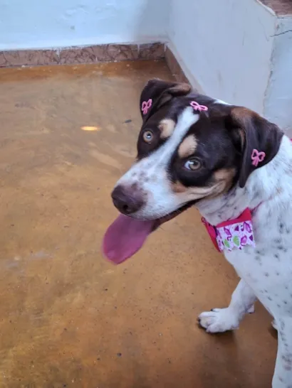 Cachorro raça SRD-ViraLata idade 1 ano nome Pérola 