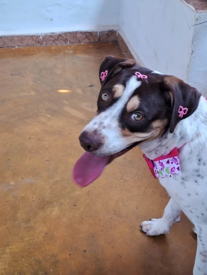 Cachorro ra a SRD-ViraLata idade 1 ano nome Pérola 