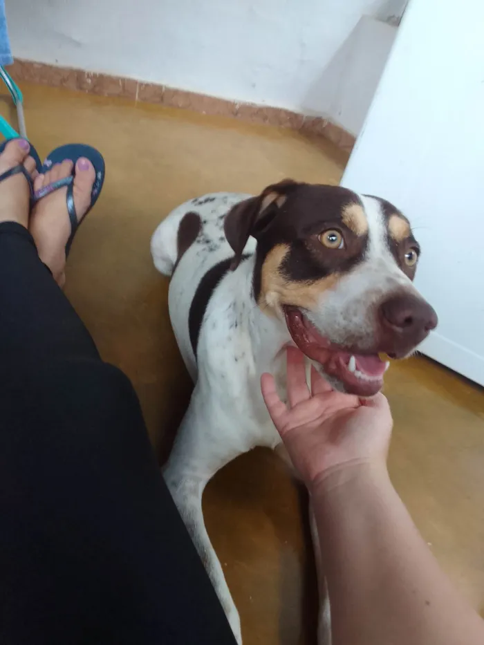 Cachorro ra a SRD-ViraLata idade 1 ano nome Pérola 