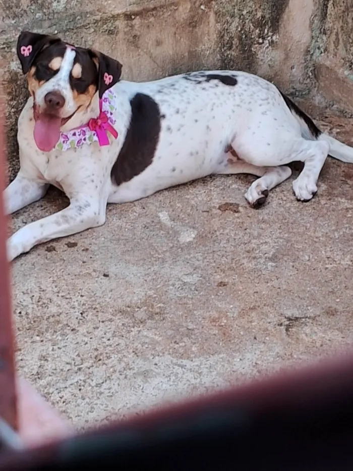 Cachorro ra a SRD-ViraLata idade 1 ano nome Pérola 