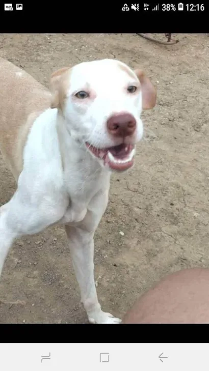 Cachorro raça SRD-ViraLata idade 5 anos nome Dudou