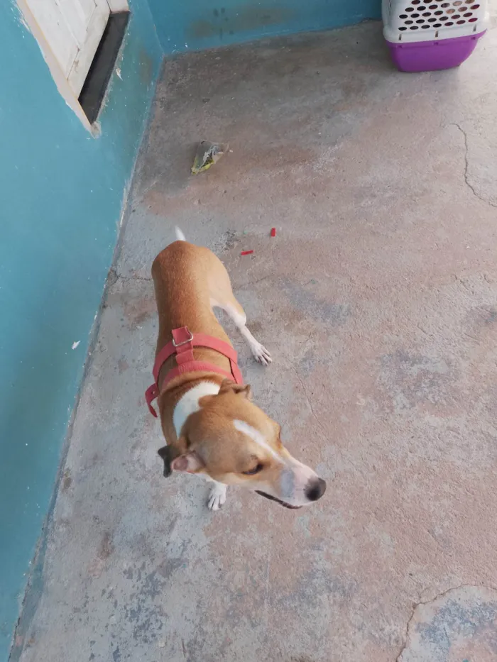 Cachorro ra a SRD-ViraLata idade 4 anos nome Loki