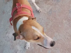 Cachorro raça SRD-ViraLata idade 4 anos nome Loki