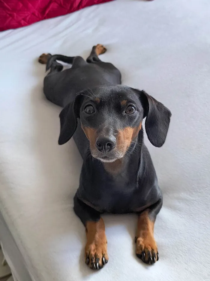 Cachorro ra a SRD-ViraLata idade 5 anos nome Maria Lara 