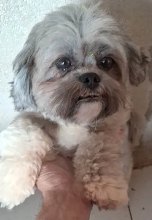 Cachorro raça Shitzu idade 7 a 11 meses nome Julie