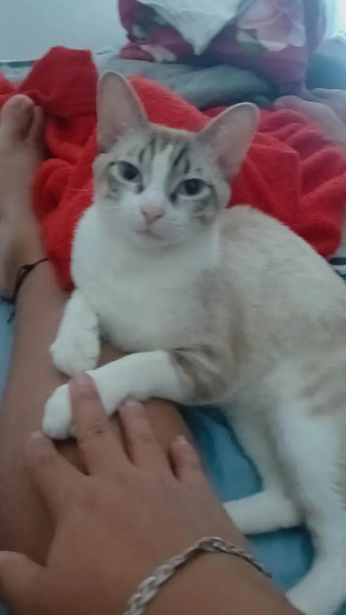 Gato ra a SRD-ViraLata idade 7 a 11 meses nome Lorena 