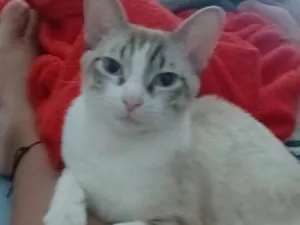 Gato raça SRD-ViraLata idade 7 a 11 meses nome Lorena 