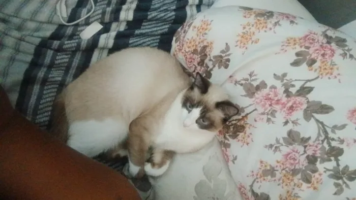 Gato ra a SRD-ViraLata idade 7 a 11 meses nome Lilian/Pandinha 