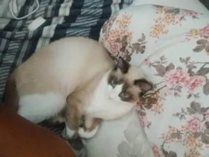 Gato raça SRD-ViraLata idade 7 a 11 meses nome Lilian/Pandinha 