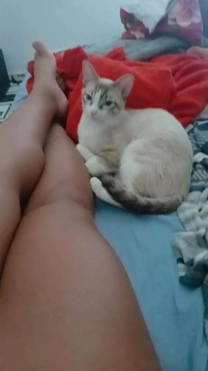 Gato ra a SRD-ViraLata idade 7 a 11 meses nome Lady