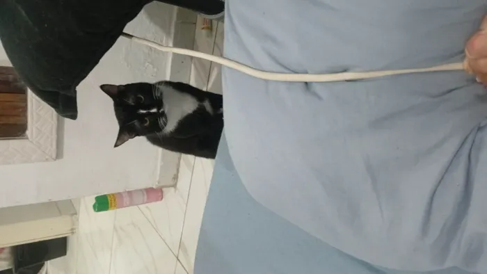 Gato ra a SRD-ViraLata idade 1 ano nome Lost