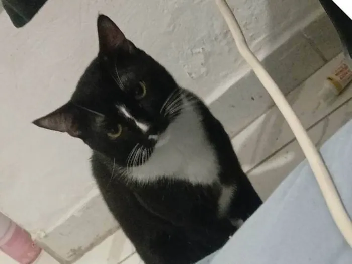 Gato ra a SRD-ViraLata idade 1 ano nome Lost