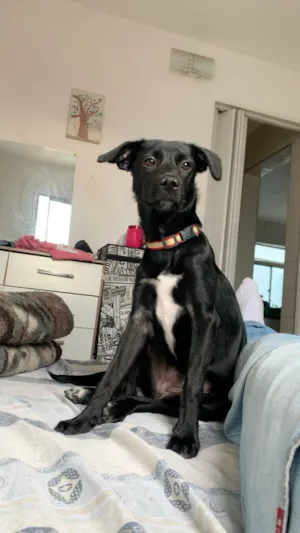 Cachorro raça SRD-ViraLata idade 2 a 6 meses nome Mel