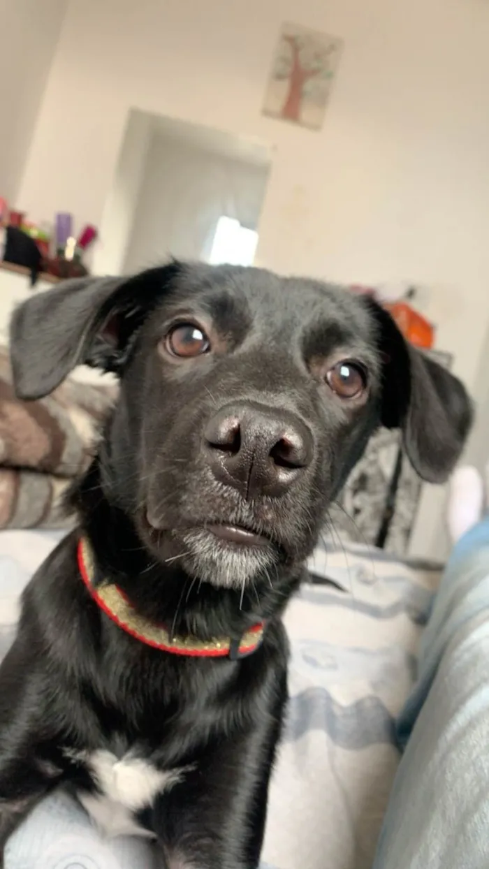 Cachorro ra a SRD-ViraLata idade 2 a 6 meses nome Mel