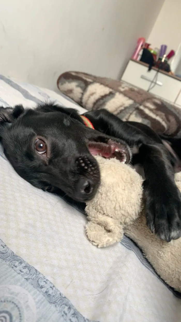 Cachorro ra a SRD-ViraLata idade 2 a 6 meses nome Mel