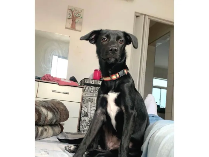 Cachorro ra a SRD-ViraLata idade 2 a 6 meses nome Mel