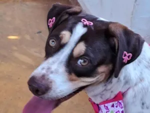 Cachorro raça SRD-ViraLata idade 1 ano nome Pérola 