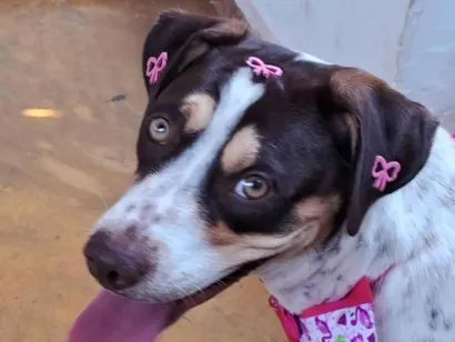 Cachorro raça SRD-ViraLata idade 1 ano nome Pérola 