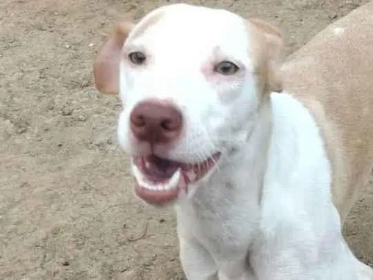 Cachorro ra a SRD-ViraLata idade 5 anos nome Dudou