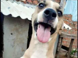 Cachorro raça SRD-ViraLata idade 5 anos nome Linda