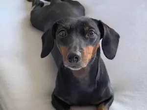 Cachorro raça SRD-ViraLata idade 5 anos nome Maria Lara 