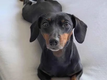 Cachorro raça SRD-ViraLata idade 5 anos nome Maria Lara 