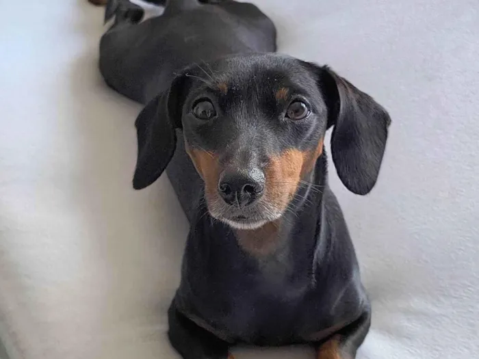 Cachorro ra a SRD-ViraLata idade 5 anos nome Maria Lara 