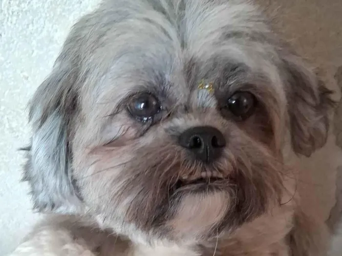 Cachorro ra a Shitzu idade 7 a 11 meses nome Julie