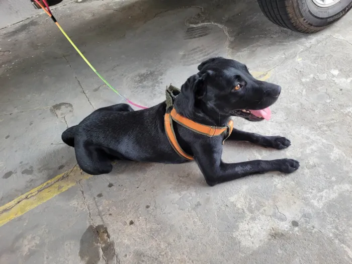 Cachorro ra a Labrador idade 2 anos nome Não sei