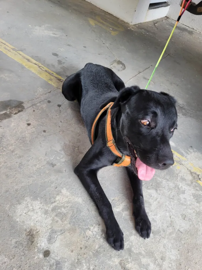 Cachorro ra a Labrador idade 2 anos nome Não sei