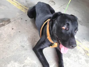 Cachorro raça Labrador idade 2 anos nome Não sei