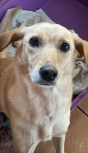 Cachorro raça SRD-ViraLata idade 2 anos nome (Não sabemos)