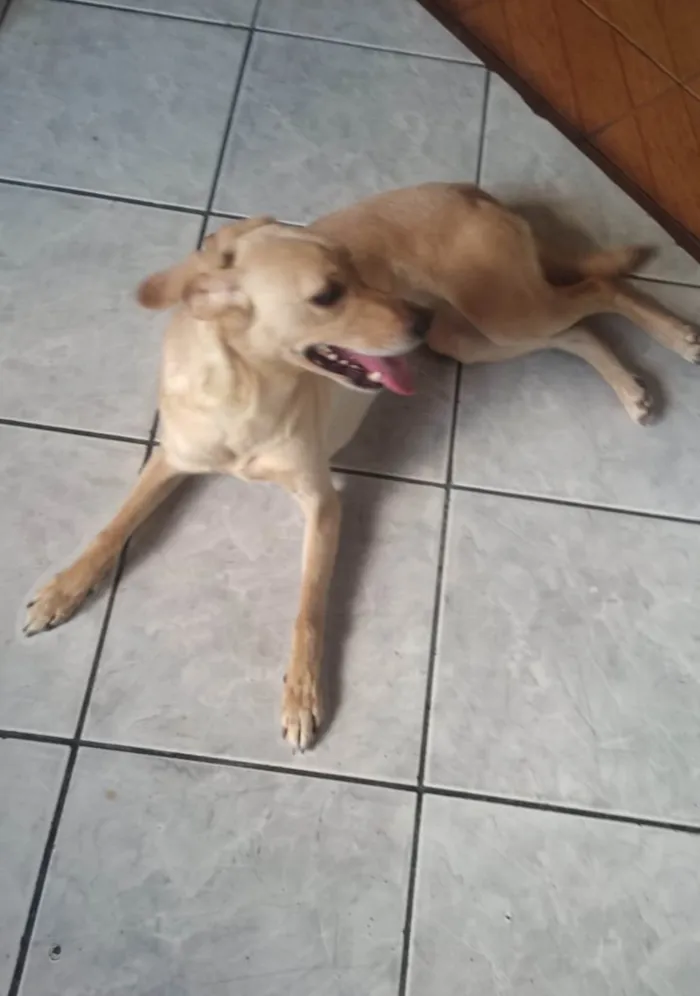 Cachorro ra a SRD-ViraLata idade 2 anos nome (Não sabemos)