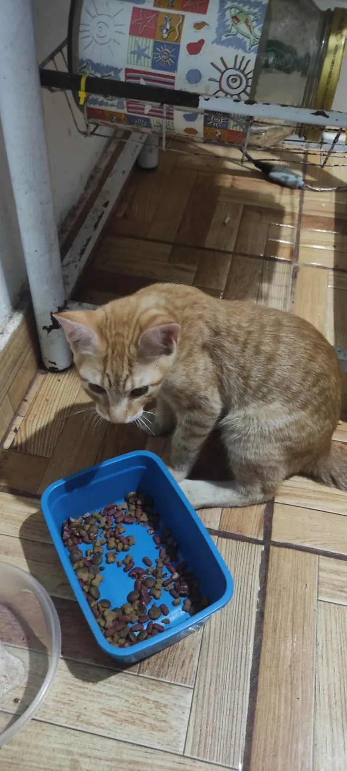 Gato ra a SRD-ViraLata idade 2 a 6 meses nome Mabel