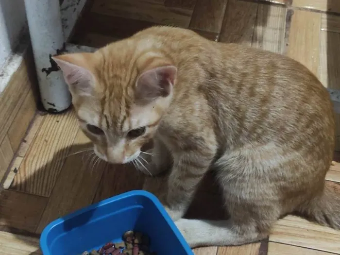 Gato ra a SRD-ViraLata idade 2 a 6 meses nome Mabel